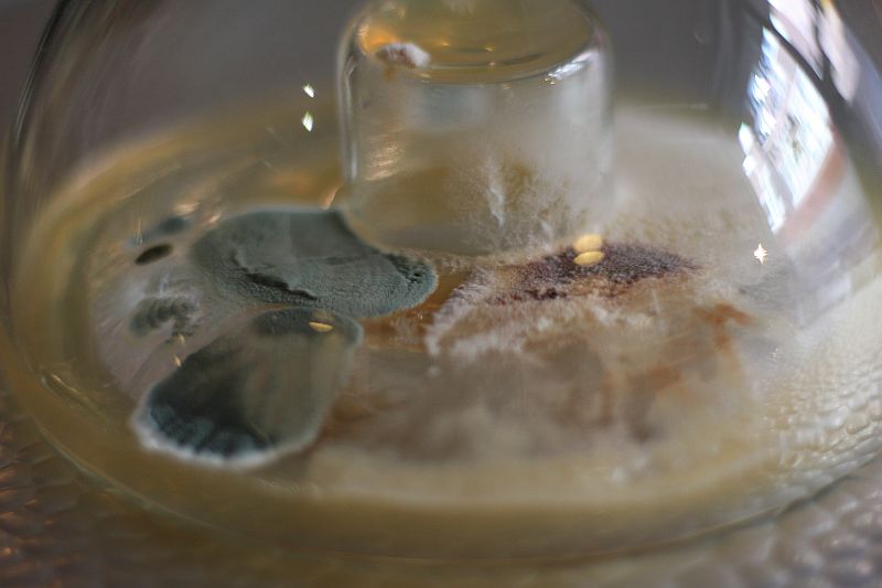spore-vase-paulo-sellmeyer-detail ... detail ... The white funfi on the central pedastal is expecialyl attractive