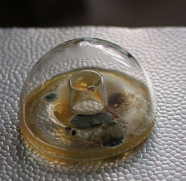 spore-vase-paulo-sellmeyer